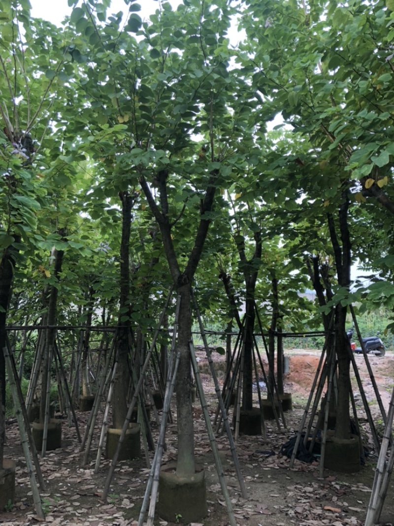 羊蹄甲