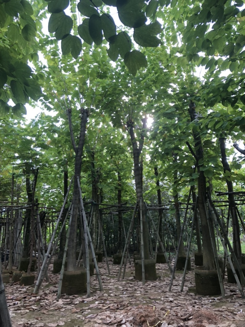羊蹄甲
