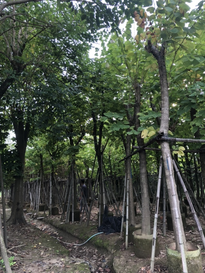 羊蹄甲