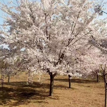 日本樱花🌸，树形优美，冠幅饱满！量大价优！
