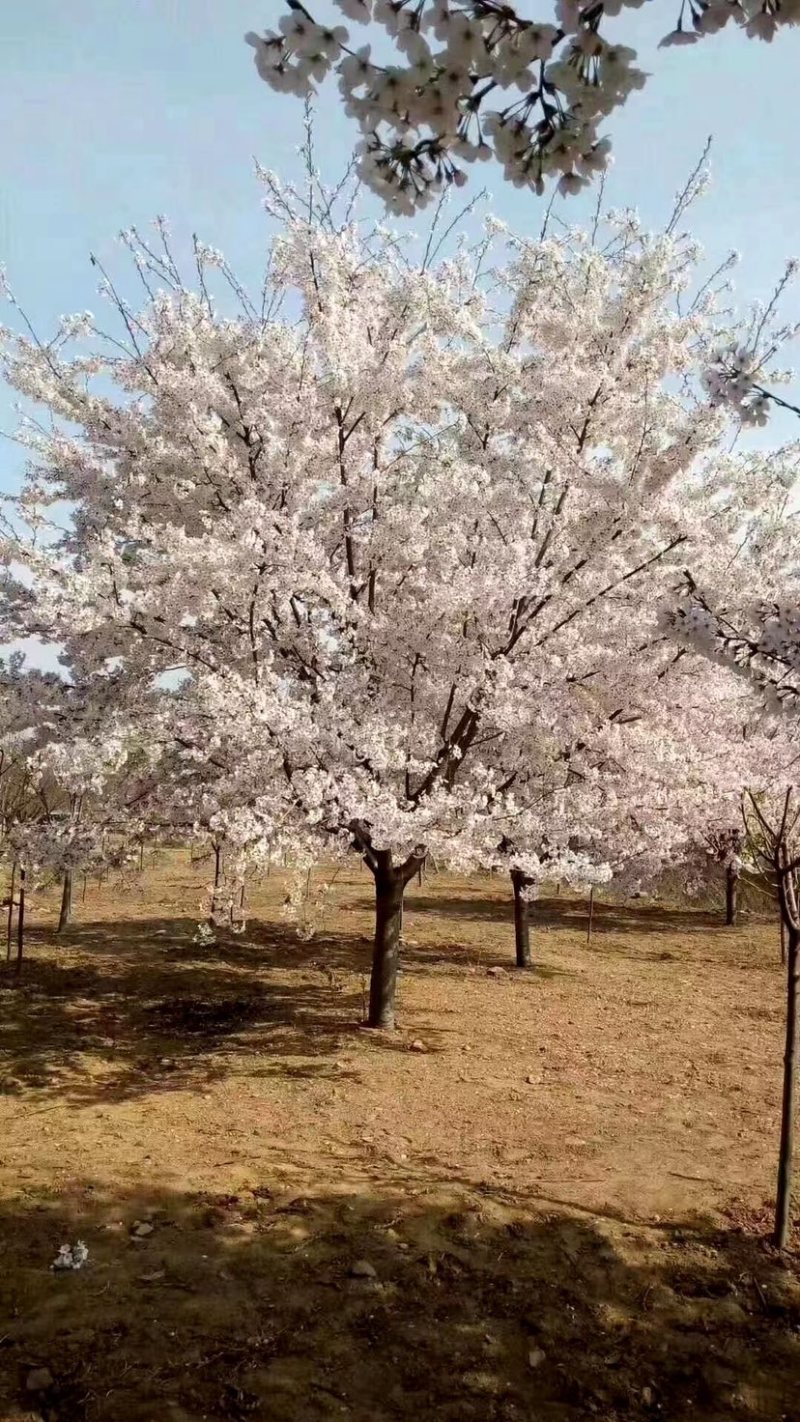 日本樱花🌸，树形优美，冠幅饱满！量大价优！