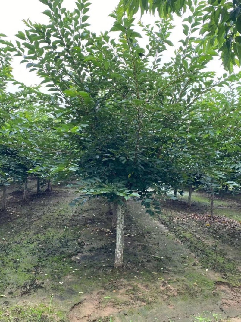 日本樱花🌸，树形优美，冠幅饱满！量大价优！