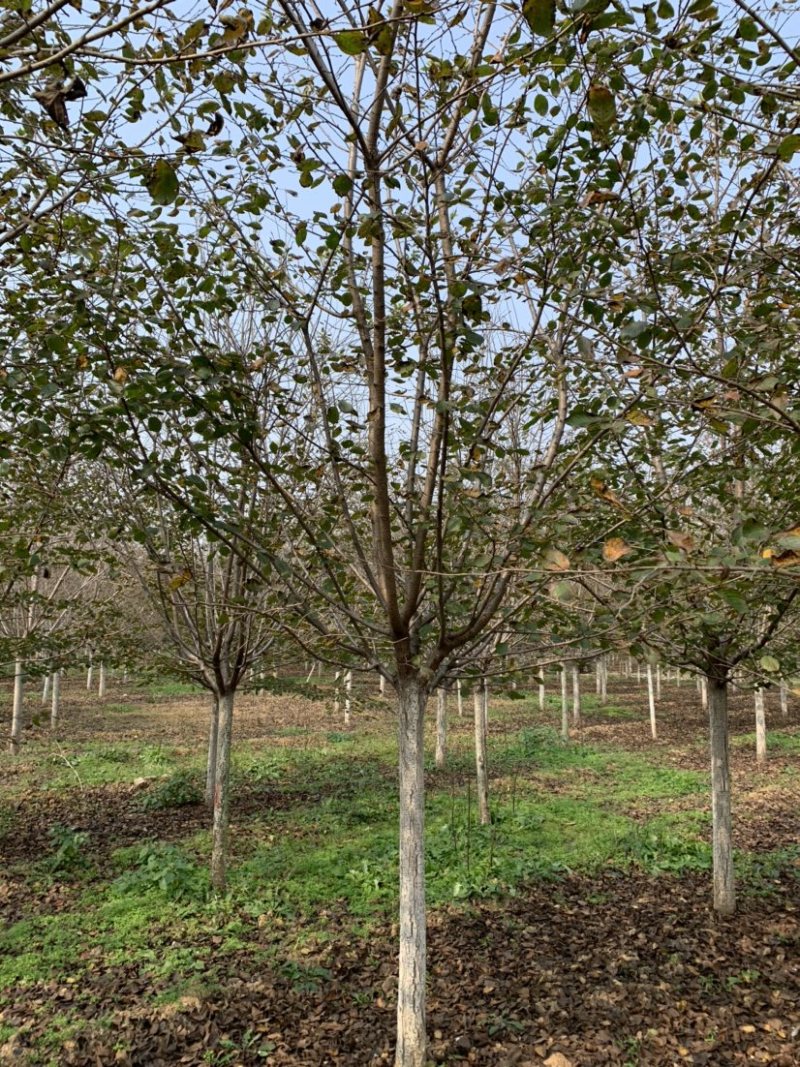 日本樱花🌸，树形优美，冠幅饱满！量大价优！