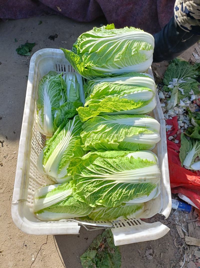 山东大棚黄心大白菜梅锦菊锦秋锦产地一手货价格便宜