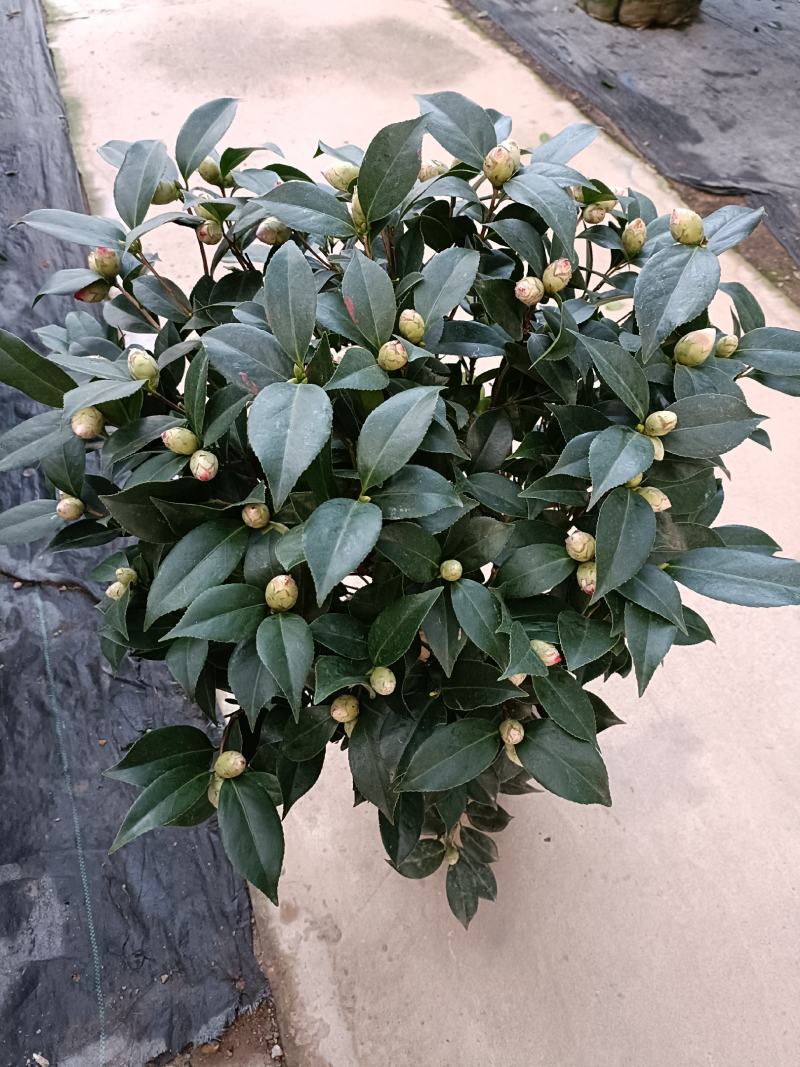 优质赤丹茶花盆栽，基地直发，品质优良，量大从优。