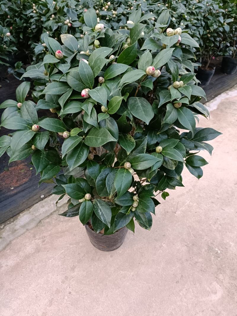 优质赤丹茶花盆栽，基地直发，品质优良，量大从优。
