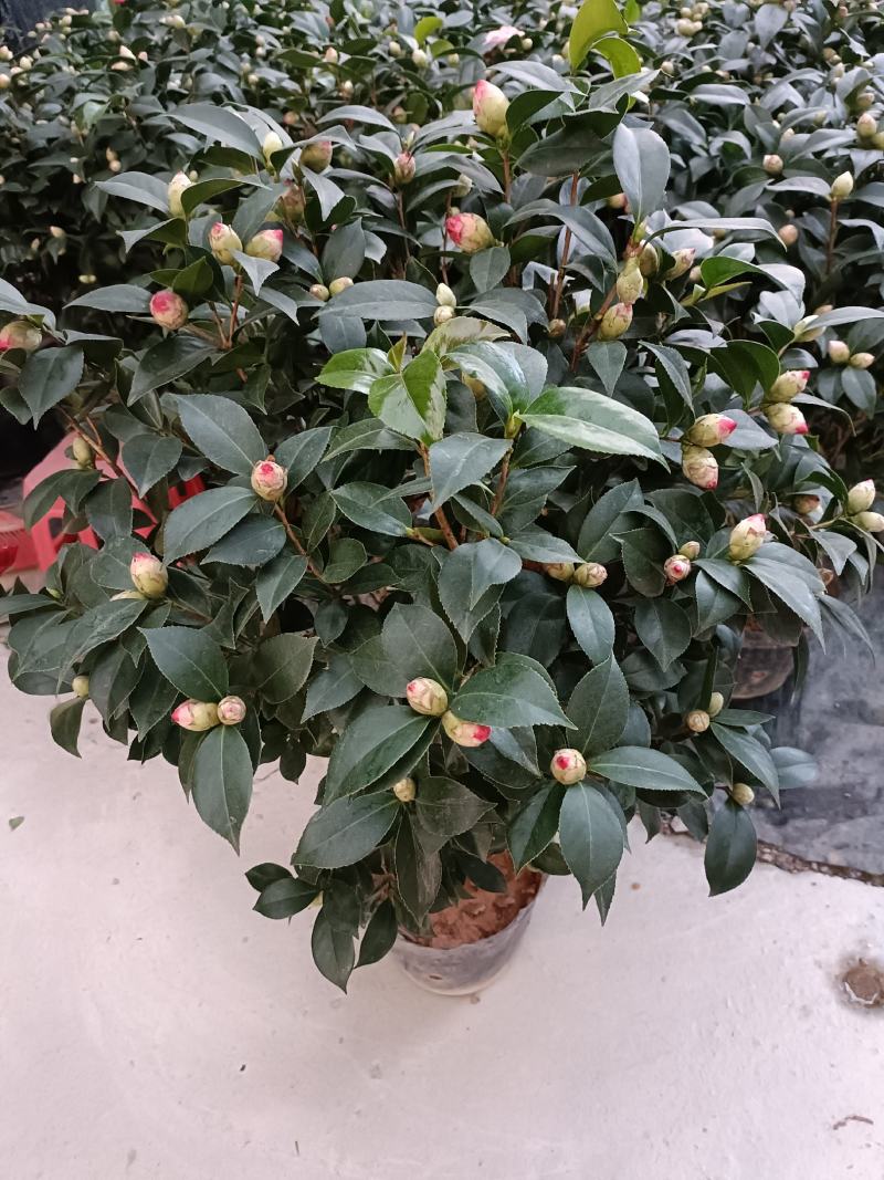 优质赤丹茶花盆栽，基地直发，品质优良，量大从优。