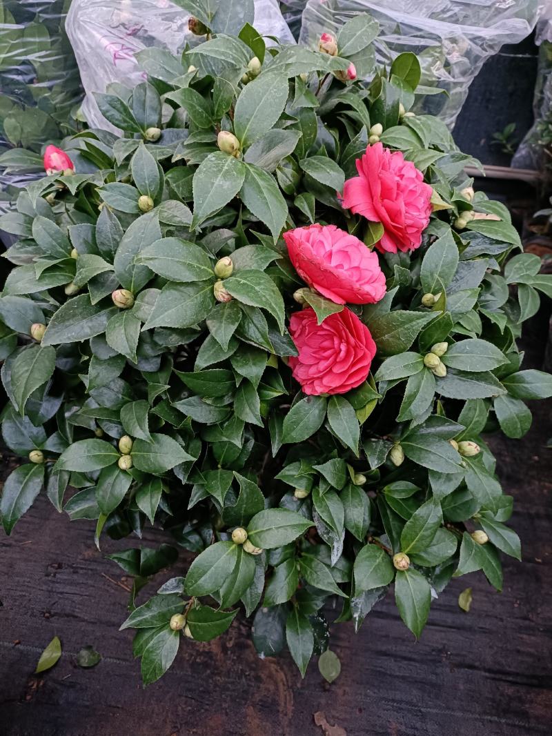 优质赤丹茶花盆栽，基地直发，品质优良，量大从优。