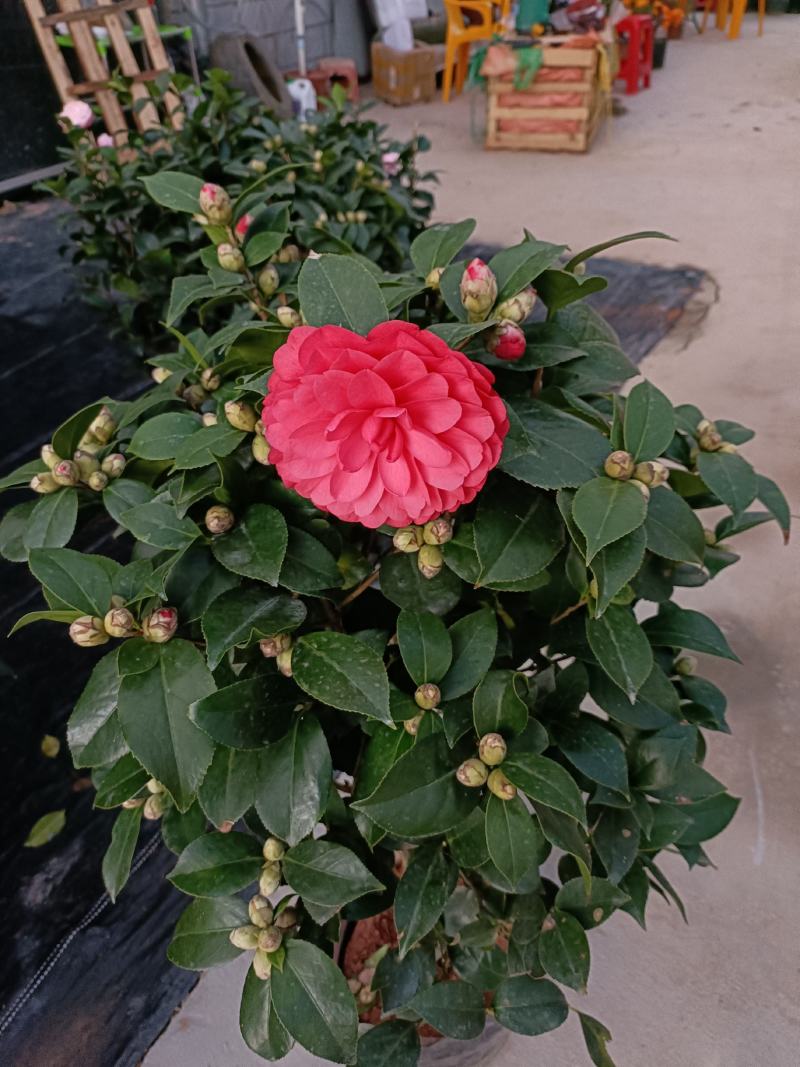 优质赤丹茶花盆栽，基地直发，品质优良，量大从优。
