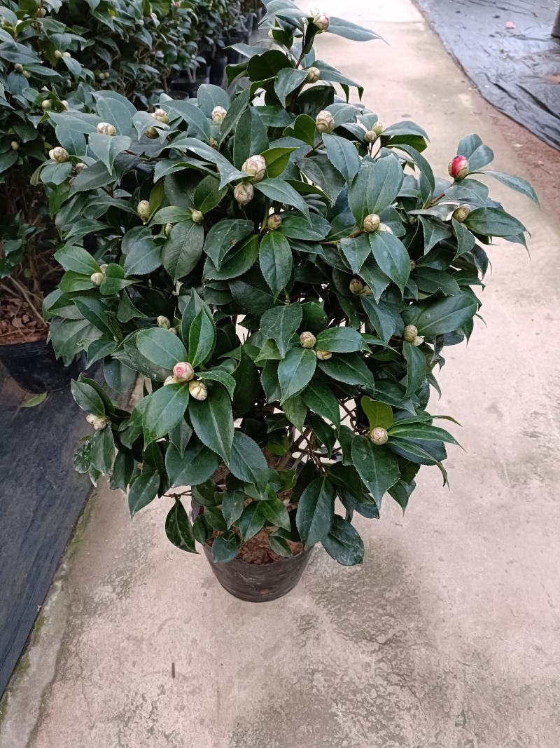 优质赤丹茶花盆栽，基地直发，品质优良，量大从优。