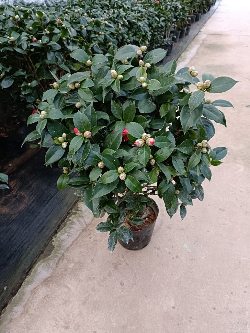 优质赤丹茶花盆栽，基地直发，品质优良，量大从优。