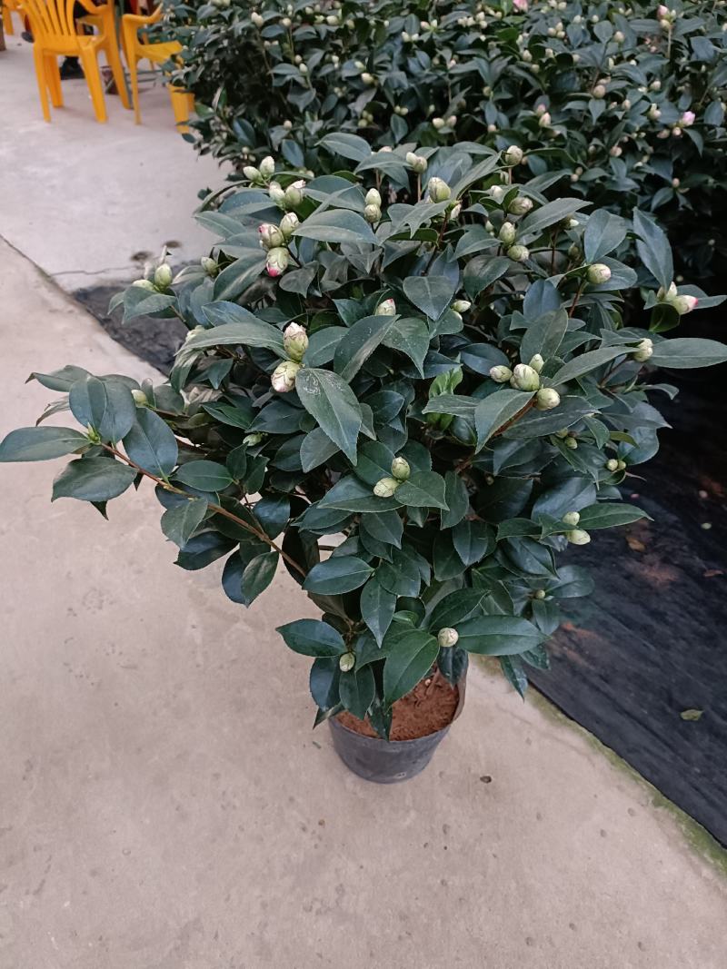 优质赤丹茶花盆栽，基地直发，品质优良，量大从优。
