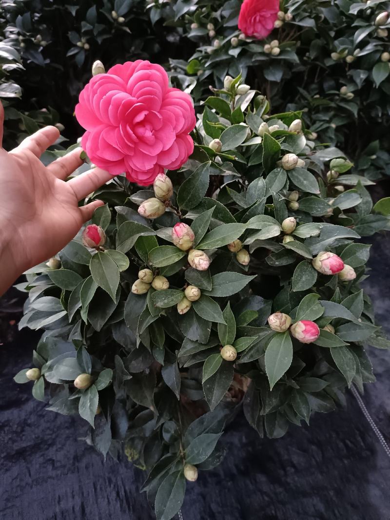 优质赤丹茶花盆栽，基地直发，品质优良，量大从优。