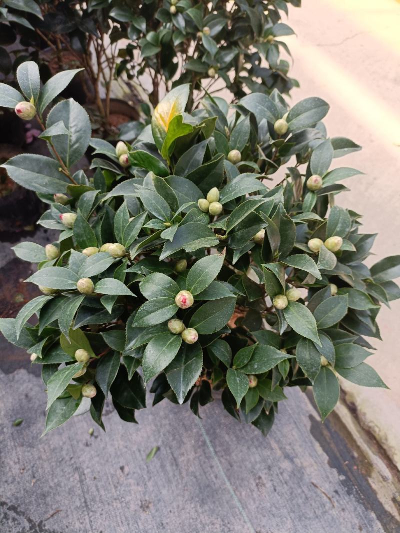 优质赤丹茶花盆栽，基地直发，品质优良，量大从优。