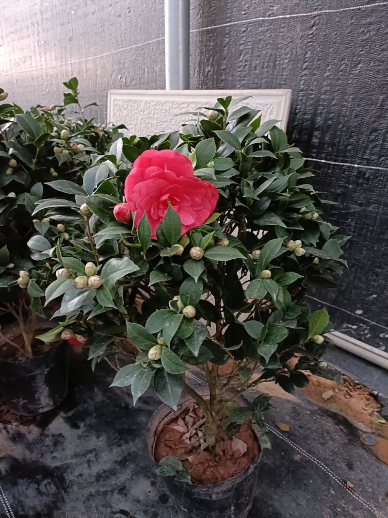 优质赤丹茶花盆栽，基地直发，品质优良，量大从优。