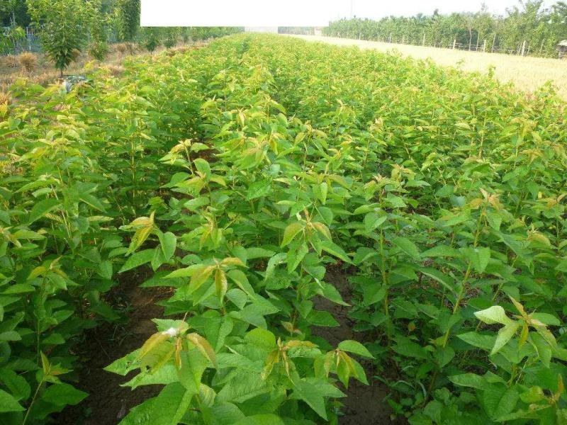 苗圃直发樱桃苗黑珍珠俄罗斯8车厘子苗基地直发全国发货