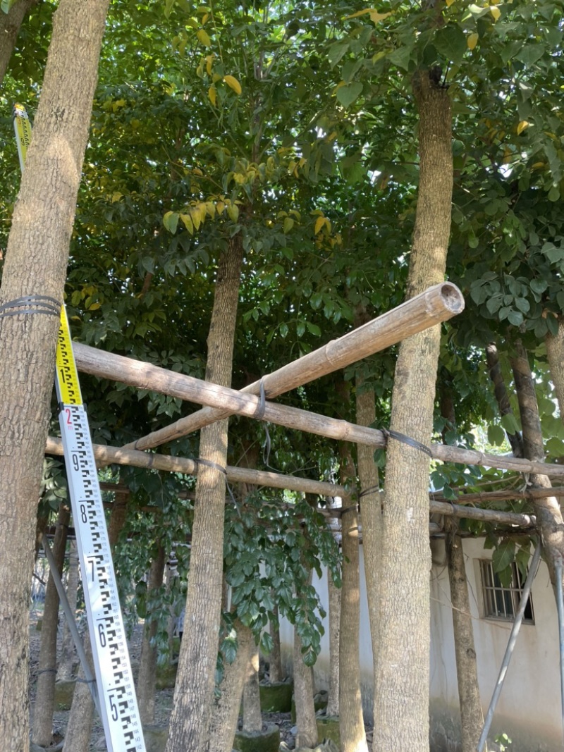 广伞枫