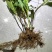 无尽夏绣球老桩绣球花苗基地直销城信经营质量保证大花花卉
