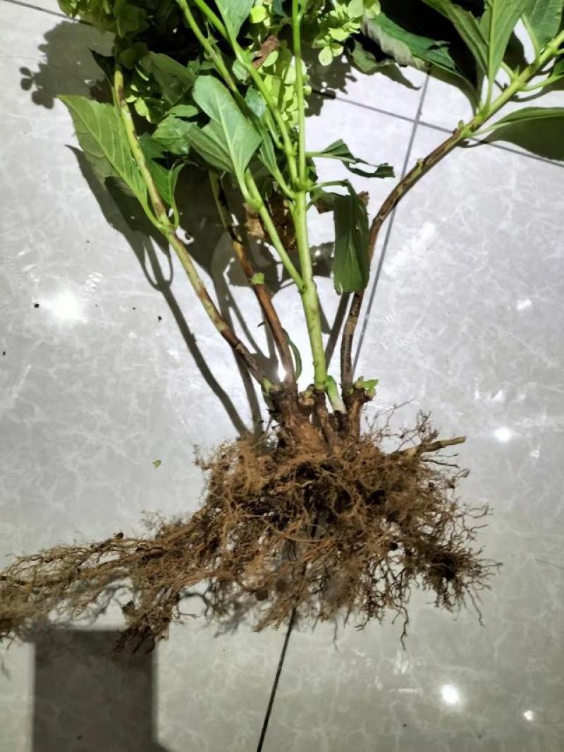 无尽夏绣球老桩绣球花苗基地直销城信经营质量保证大花花卉