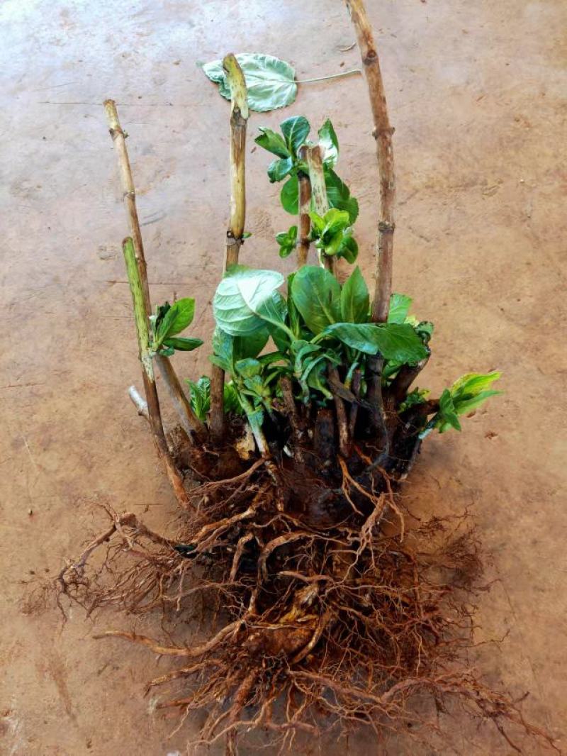 无尽夏绣球老桩绣球花苗基地直销城信经营质量保证大花花卉