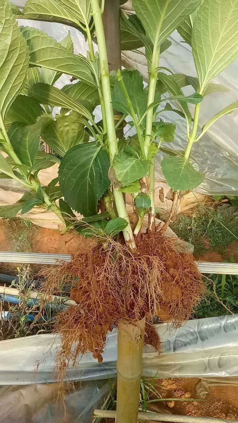 无尽夏绣球老桩绣球花苗基地直销城信经营质量保证大花花卉