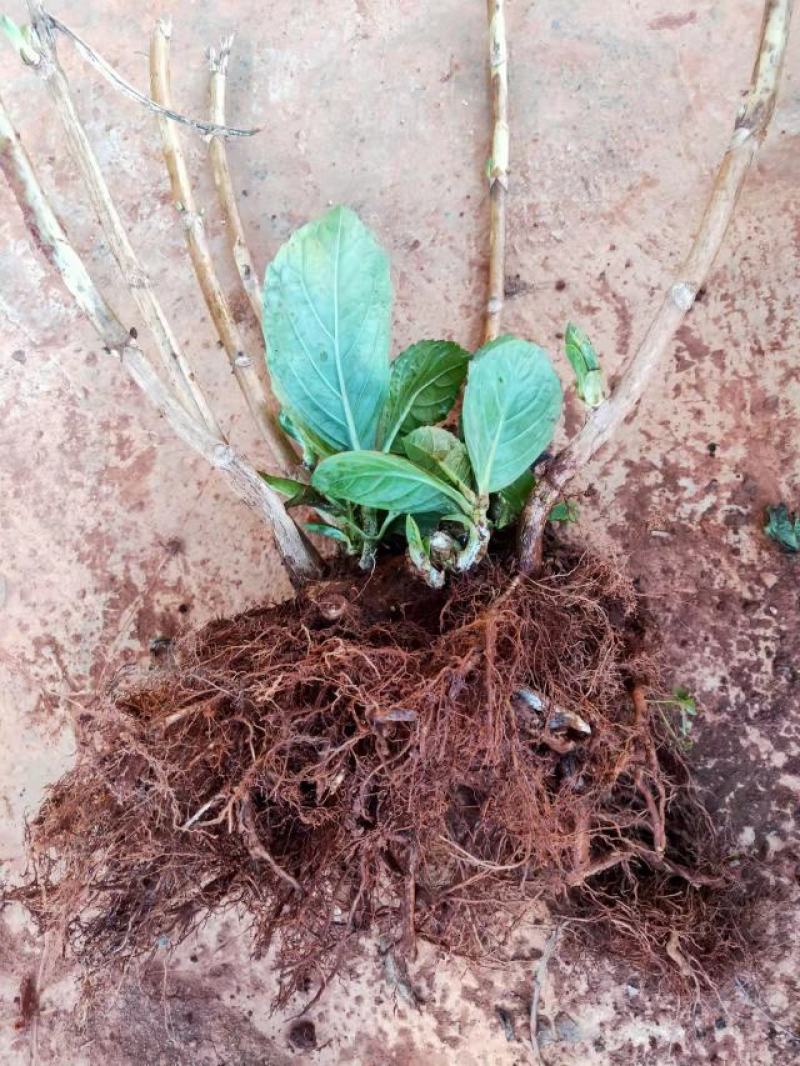 无尽夏绣球老桩绣球花苗基地直销城信经营质量保证大花花卉