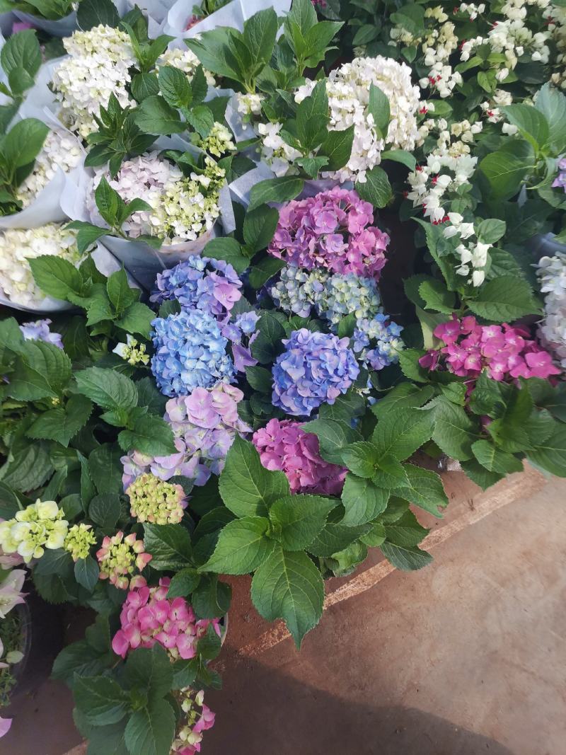 无尽夏绣球老桩绣球花苗基地直销城信经营质量保证大花花卉
