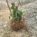无尽夏绣球老桩绣球花苗基地直销城信经营质量保证大花花卉
