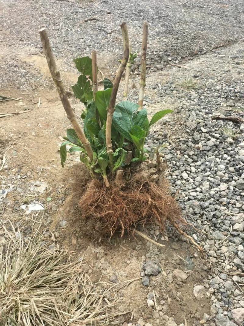 无尽夏绣球老桩绣球花苗基地直销城信经营质量保证大花花卉