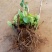 无尽夏绣球老桩绣球花苗基地直销城信经营质量保证大花花卉