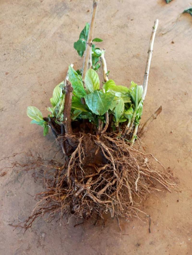 无尽夏绣球老桩绣球花苗基地直销城信经营质量保证大花花卉