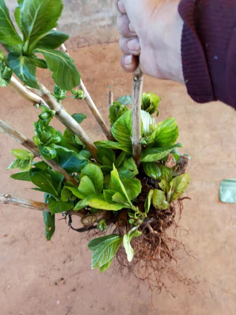 无尽夏绣球老桩绣球花苗基地直销城信经营质量保证大花花卉