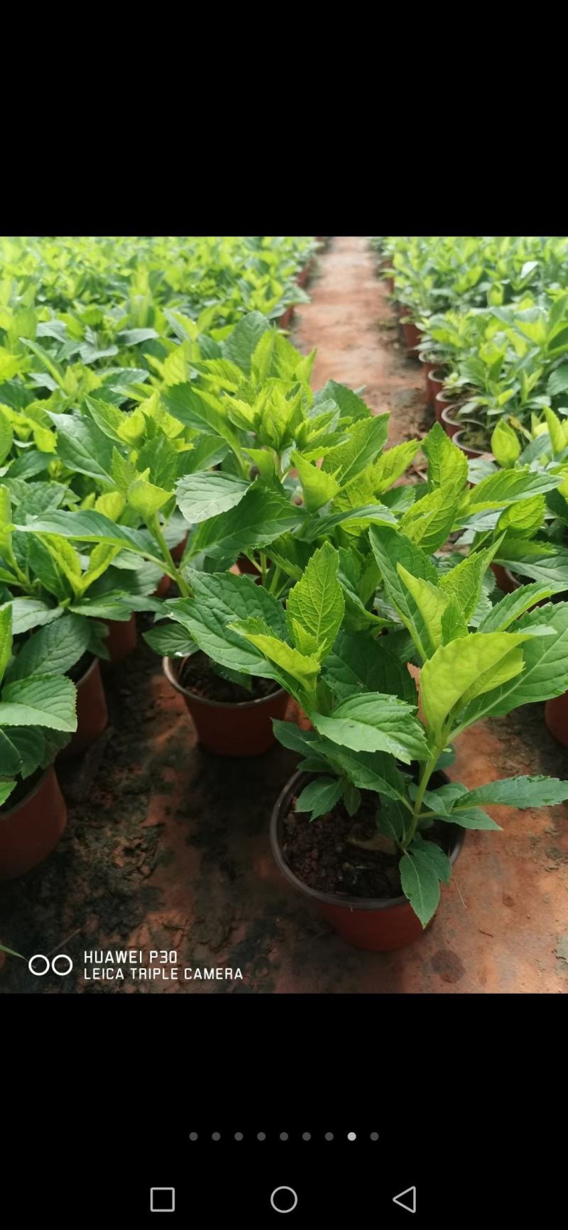 无尽夏绣球老桩绣球花苗基地直销城信经营质量保证大花花卉