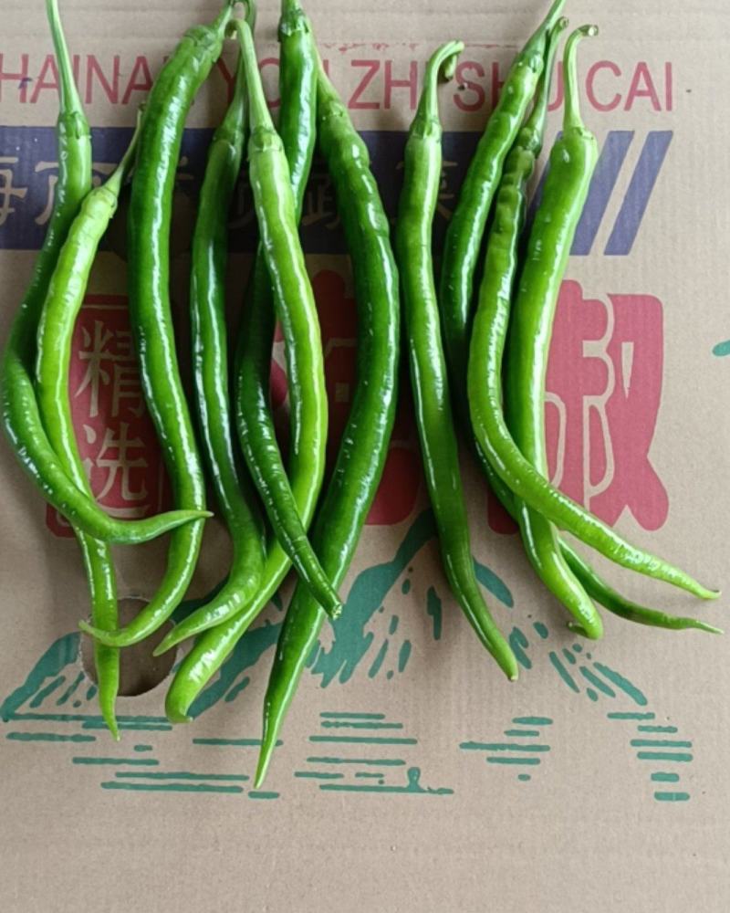 广东徐闻青线椒，大量上市，可摘杆供工厂打酱加工，