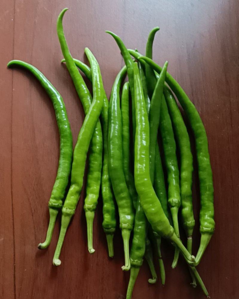 广东徐闻青线椒，大量上市，可摘杆供工厂打酱加工，