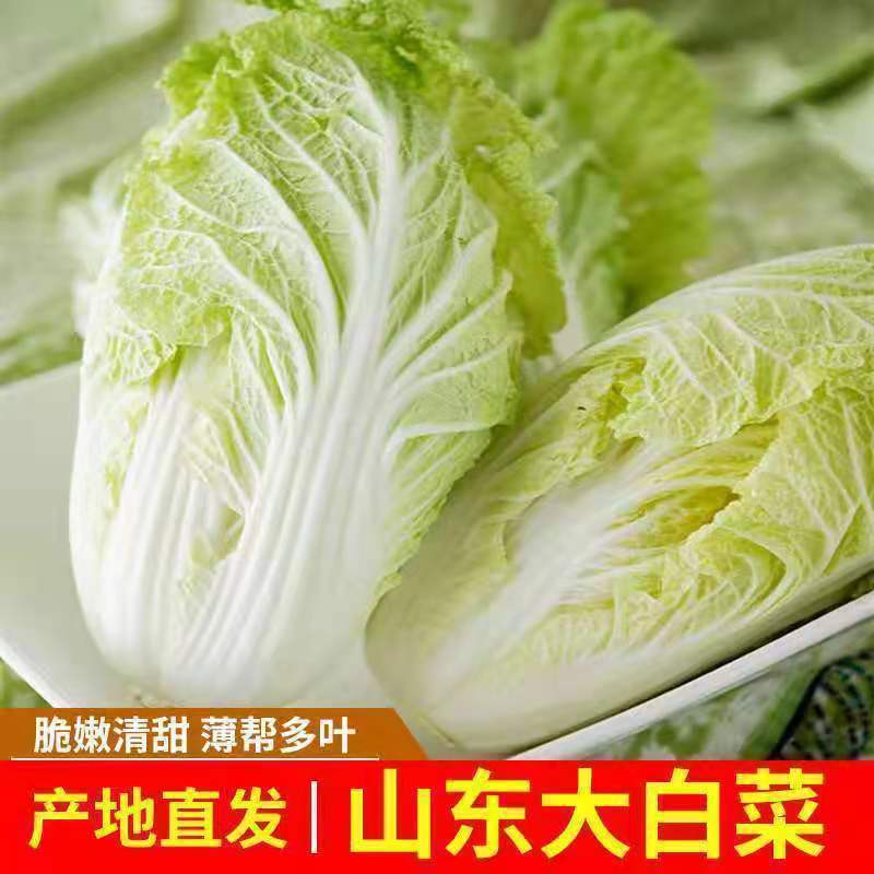 山东大棚黄心大白菜梅锦菊锦秋锦产地一手货价格便宜