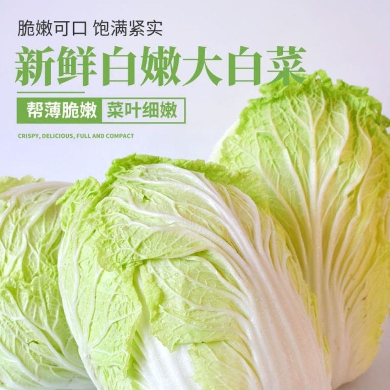 山东大棚黄心大白菜梅锦菊锦秋锦产地一手货价格便宜
