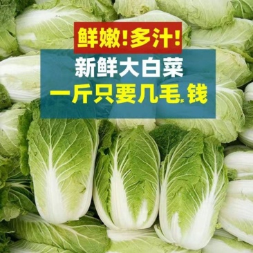 山东大棚黄心大白菜梅锦菊锦秋锦产地一手货价格便宜