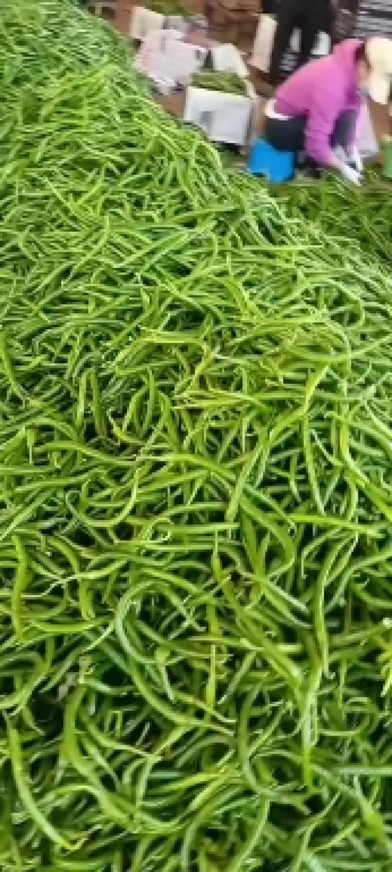 广东徐闻青线椒，大量上市，可摘杆供工厂打酱加工，