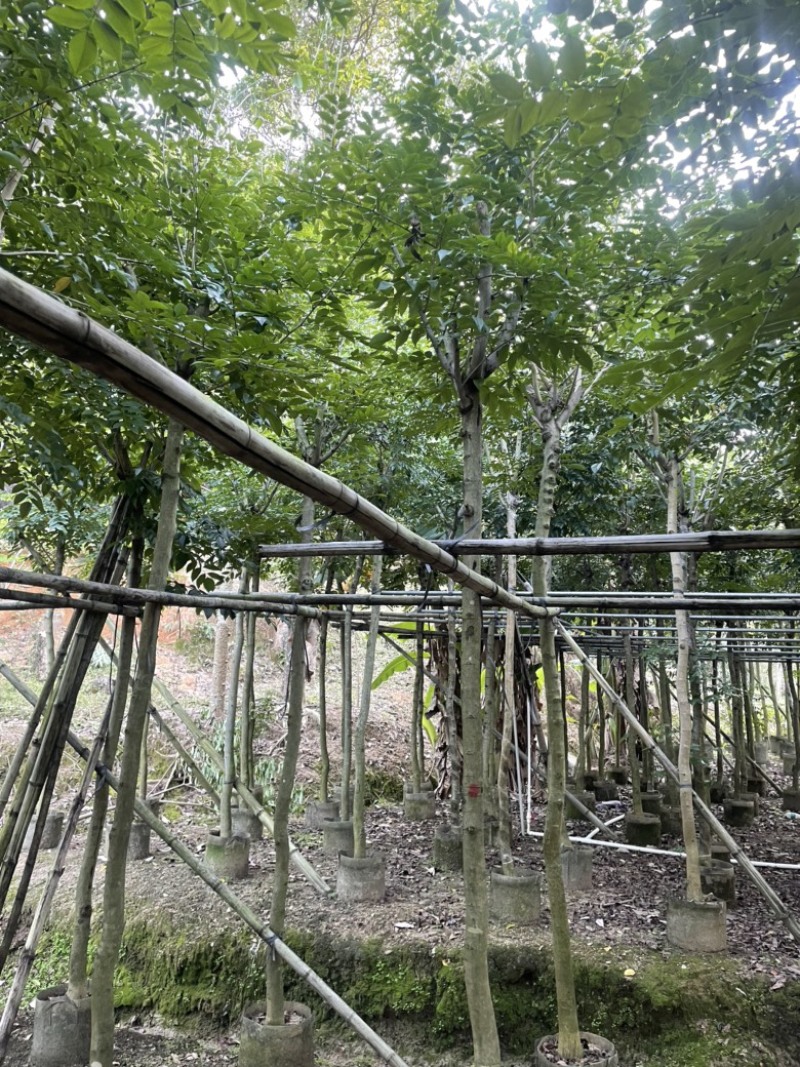黄花梨