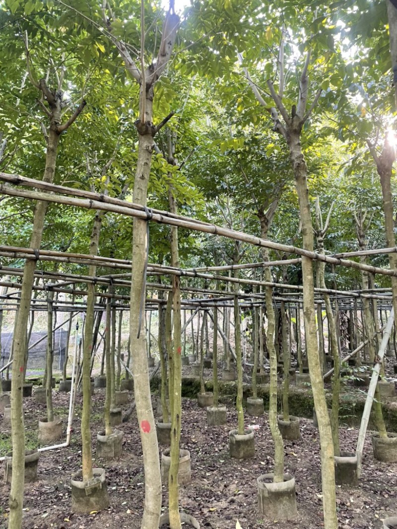 黄花梨