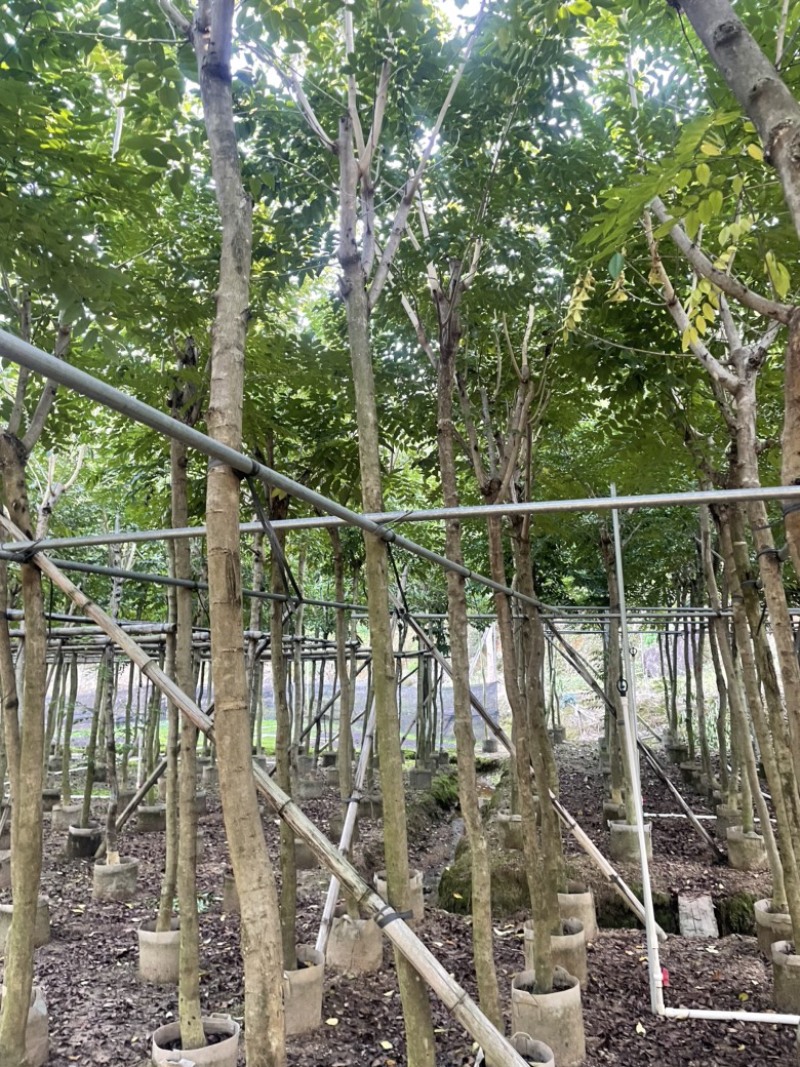黄花梨