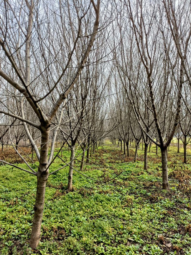 桃树江苏省沭阳县基地大量供应无中介商赚差价