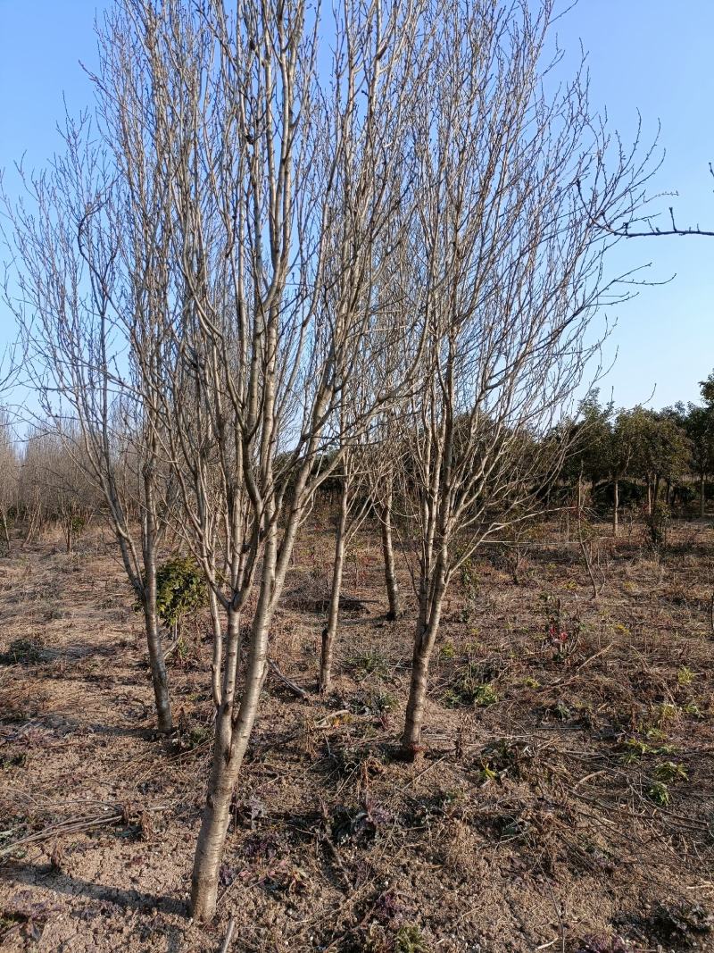 桃树江苏省沭阳县基地大量供应无中介商赚差价