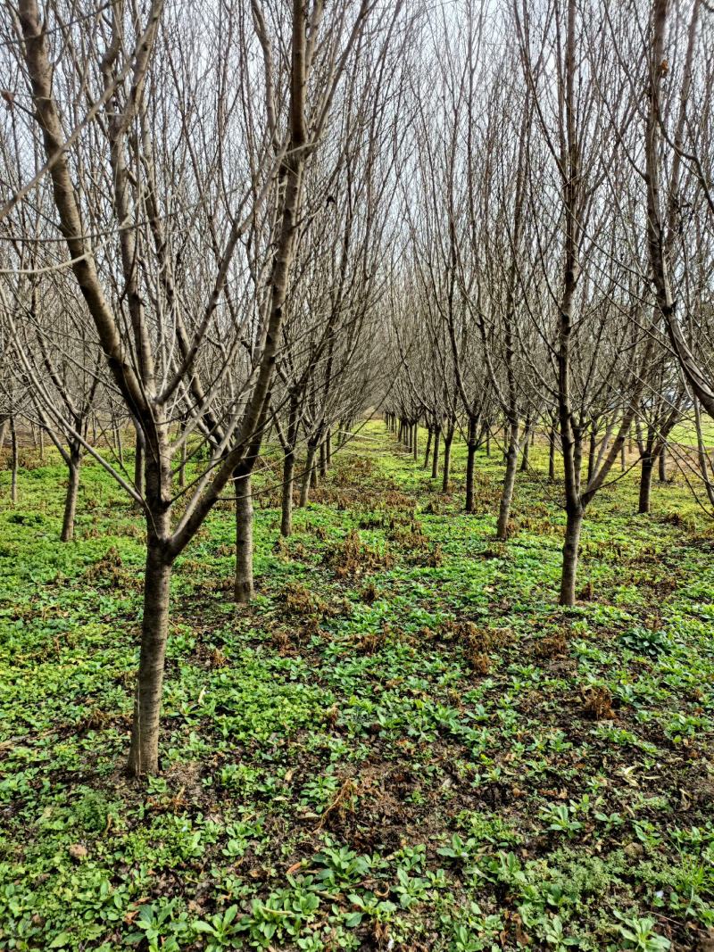 桃树江苏省沭阳县基地大量供应无中介商赚差价