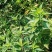 猫须草农家自种大量现货欢迎新老客户光临地头看货下单采购