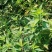 猫须草农家自种大量现货欢迎新老客户光临地头看货下单采购