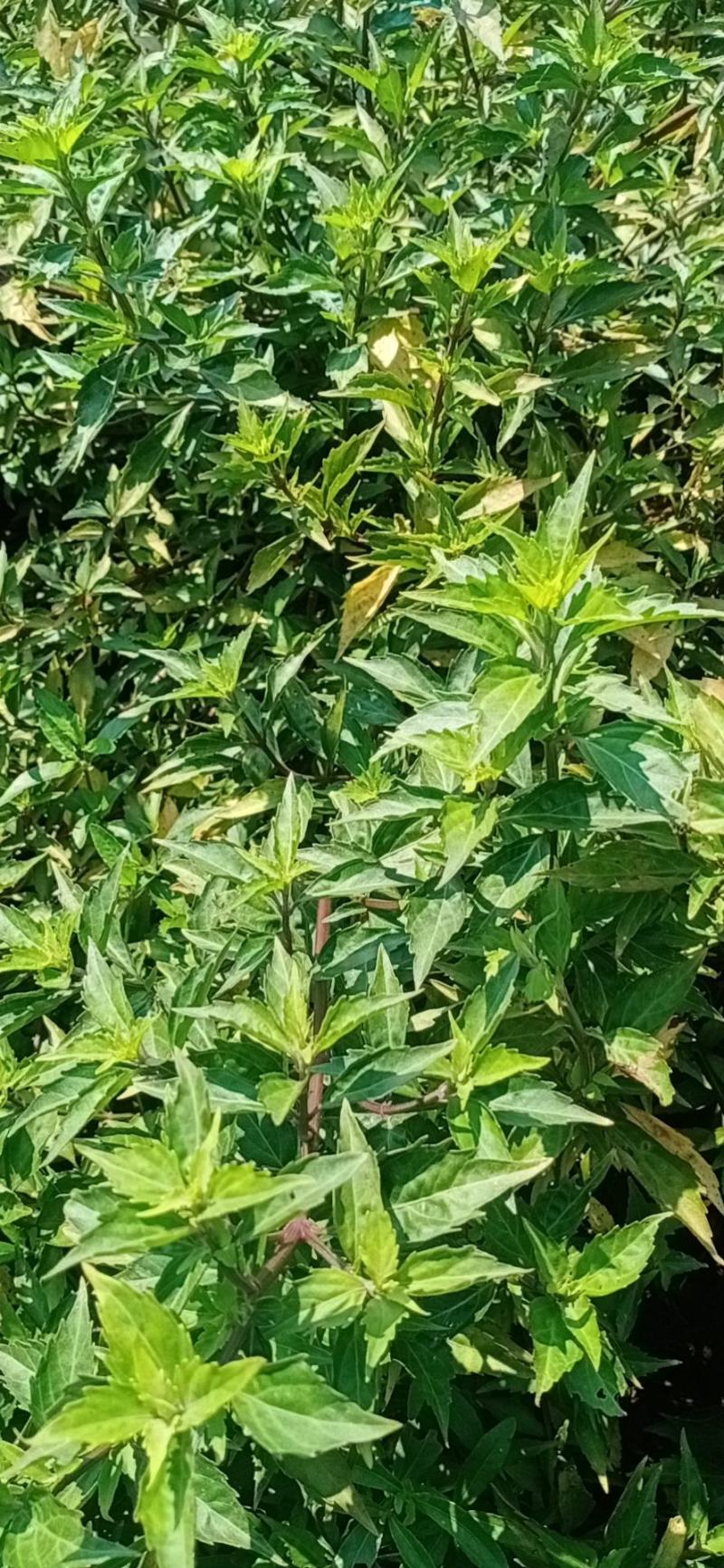猫须草农家自种大量现货欢迎新老客户光临地头看货下单采购