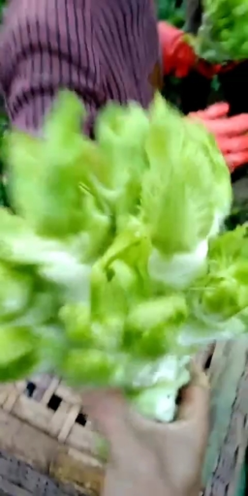 精品儿菜