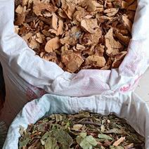 贵州高原野生中药材，透骨香，满山香根，茎叶